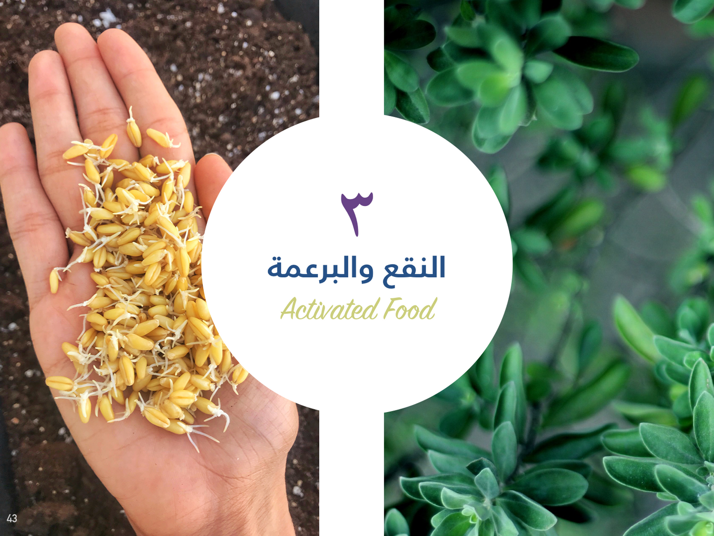 كتاب مطبخ بلا طبيخ د. داريا دغريري- نسخة إلكترونية